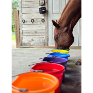 Reacher drinking from rainbow-colored water buffet buckets — desire-based horse hydration method