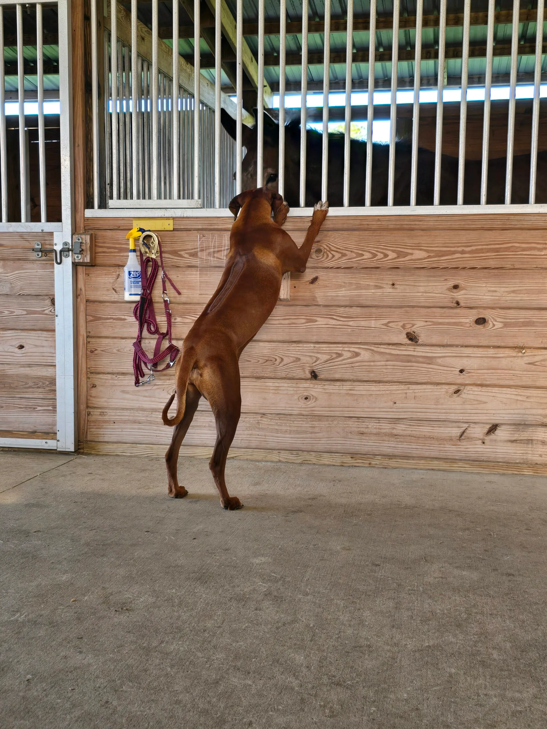 Horses, dogs, and farm animals together — the Improve Equine Farmily