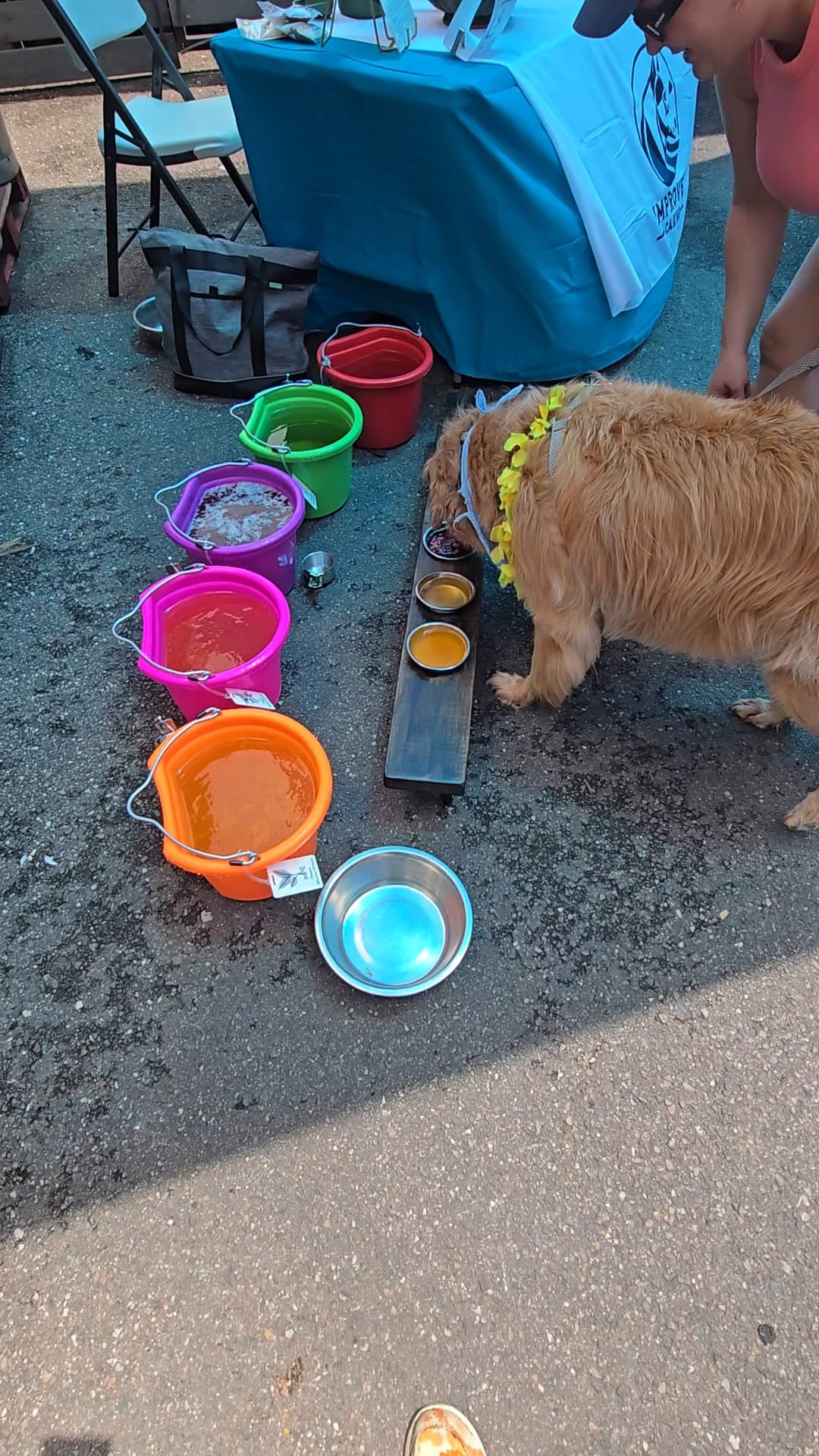 Dog water buffet