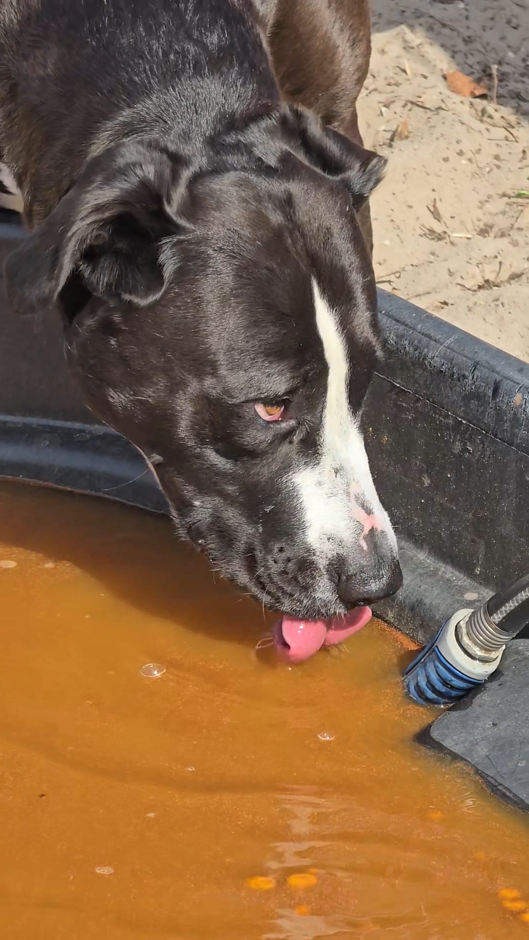 Trooper stealing from the horse water trough