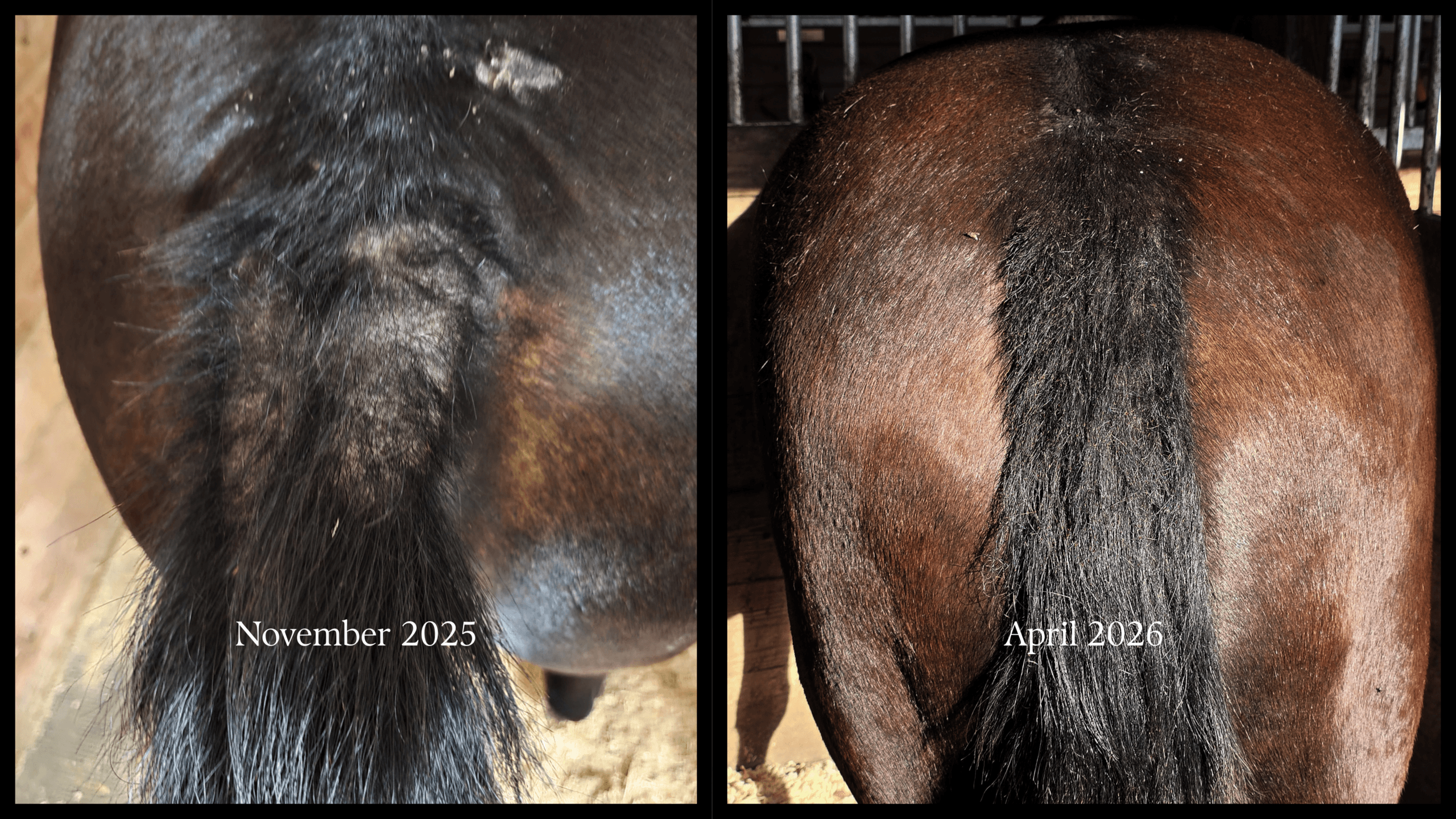 Lorilei the horse — Benchmark MAX clinical results for equine allergy and histamine response