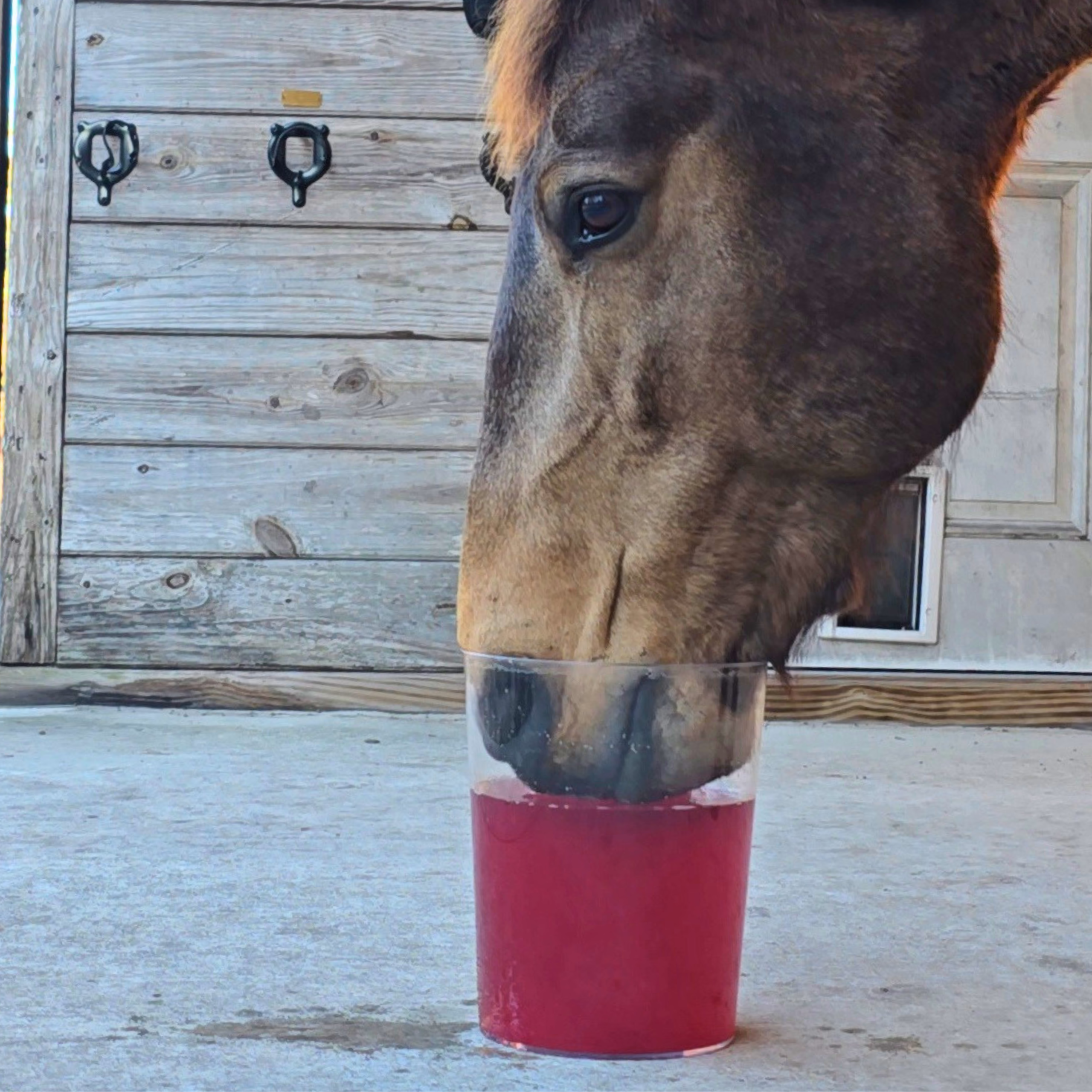 Wick the mustang drinking Root Revival beetroot and carrot hydration mix from a clear bucket — ruby-red water from whole food horse hydration by Improve Equine