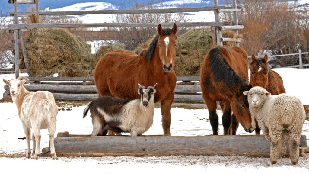 Horse, dog, and goat together at the water buffet — Improve Equine flavors safe across the farmily with no added sugar, salt, copper, or electrolytes