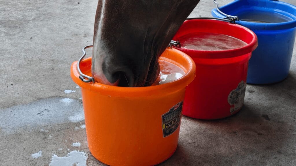 Horse choosing between flavored water buckets at the buffet — desire-based hydration instead of sodium-loaded electrolytes that force thirst