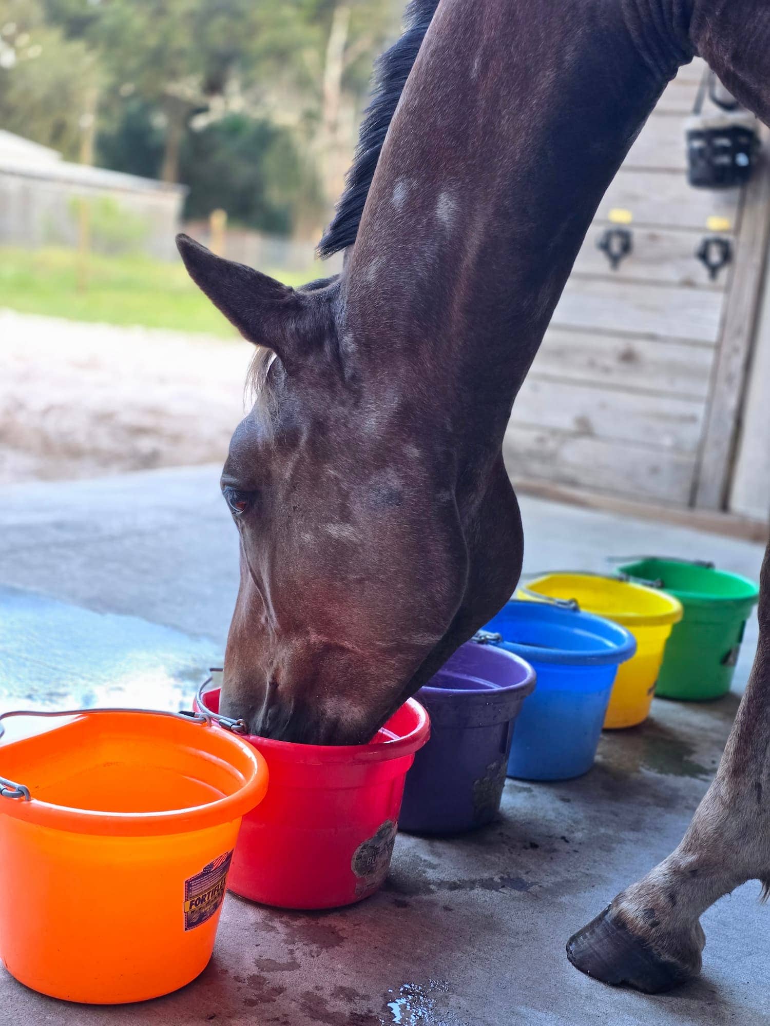 A horse exercising choice — choosing from a Water Buffet of flavored hydration options