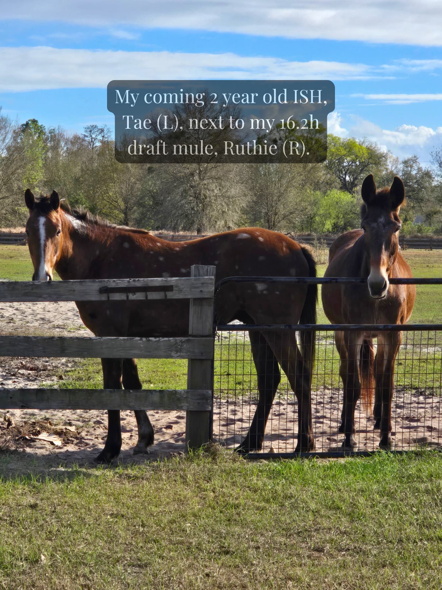 My coming 2-year-old ISH Tae L. next to my 16.2h draft mule Ruthie
