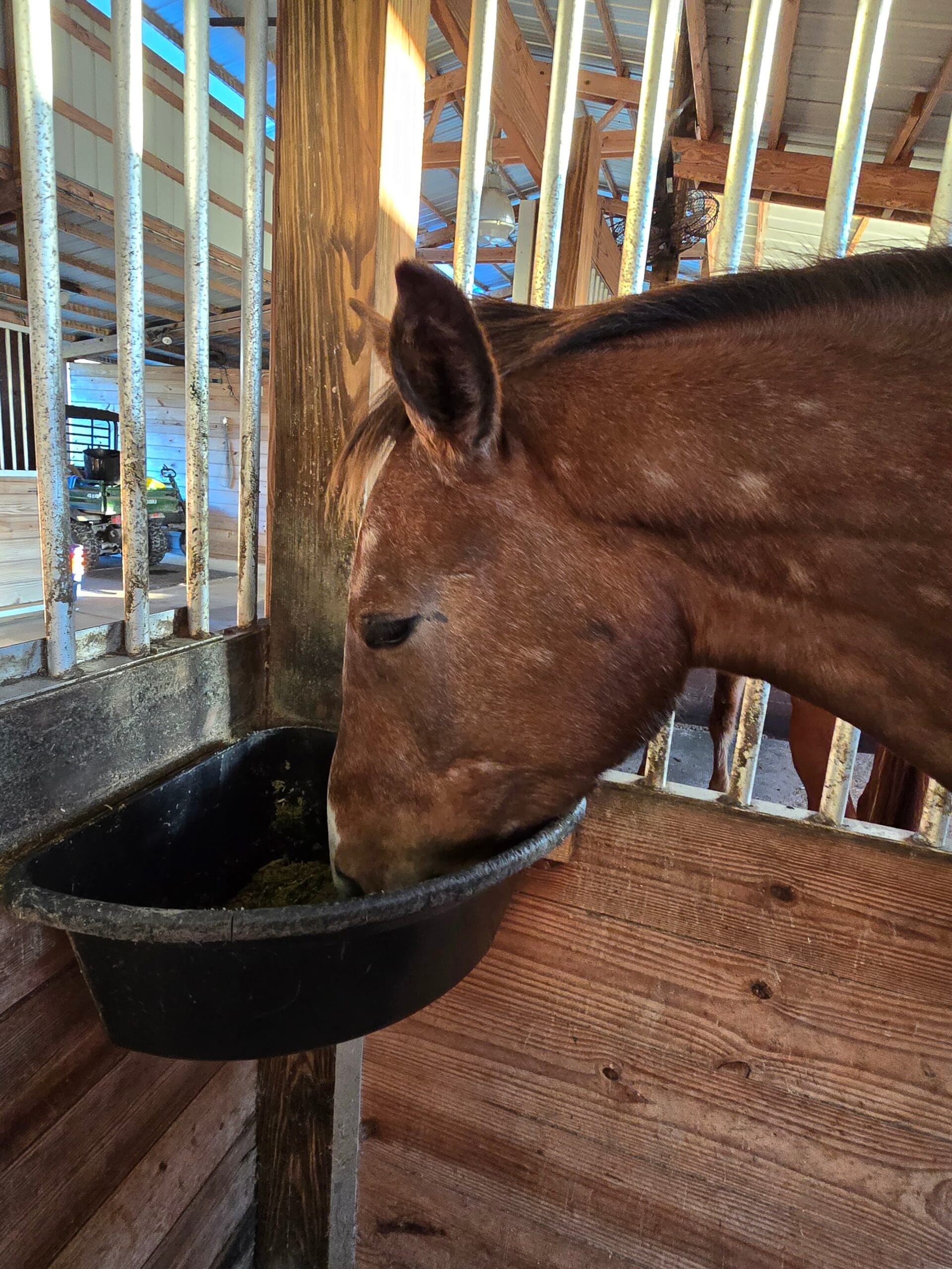 Tae eating from his feeder — chewing is what produces saliva