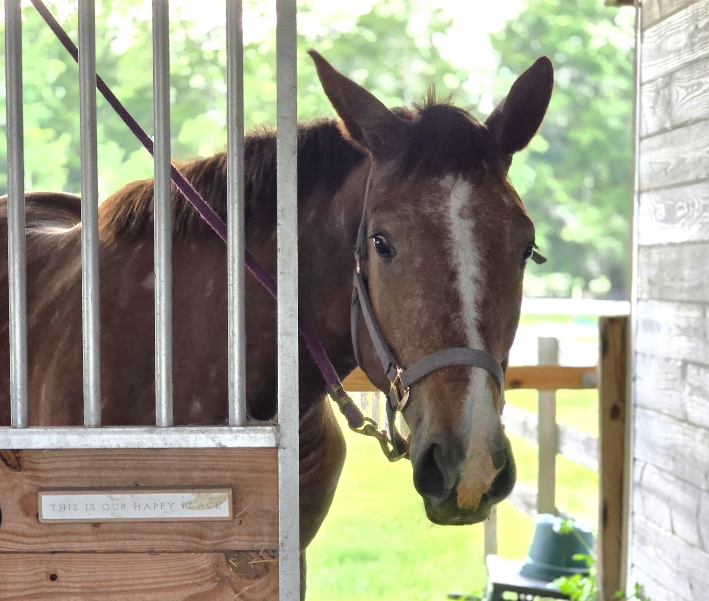 Tae, an Irish Sport Horse, with his head over the grooming-area door