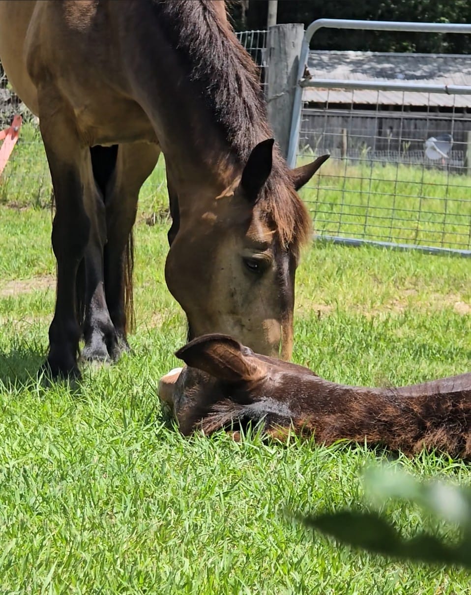 Wick, a Mustang gelding, lowers his head to Ruthie as she rests in the grass, saying goodbye