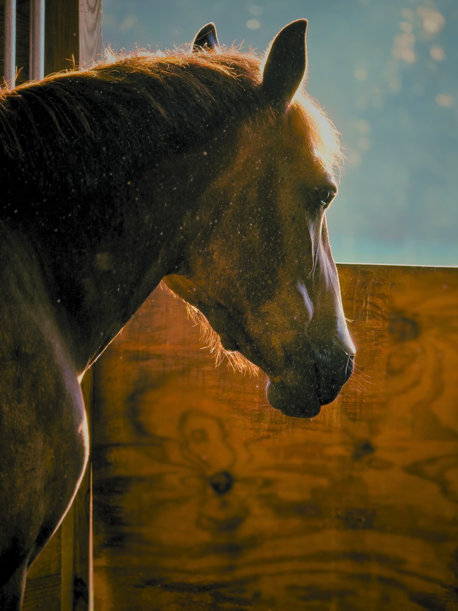 Wick, a green-broke Mustang